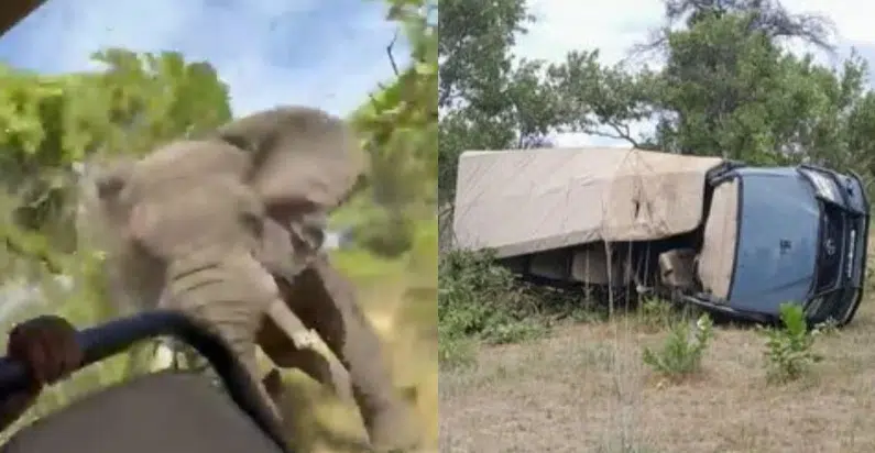 Elefante ataca turistas en Zambia
