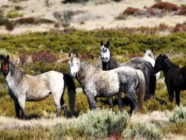 Australia busca sacrificar miles de caballos salvajes con ataques aéreos