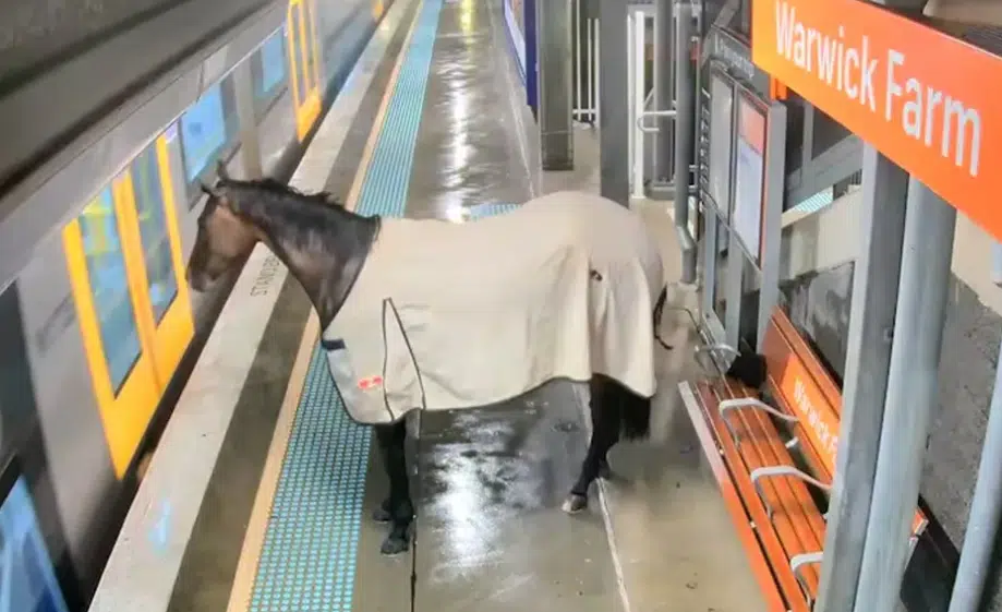Captan a un caballo en estación del Metro de Sídney