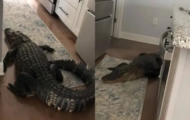 Mujer encuentra un caimán de 2 metros en su cocina