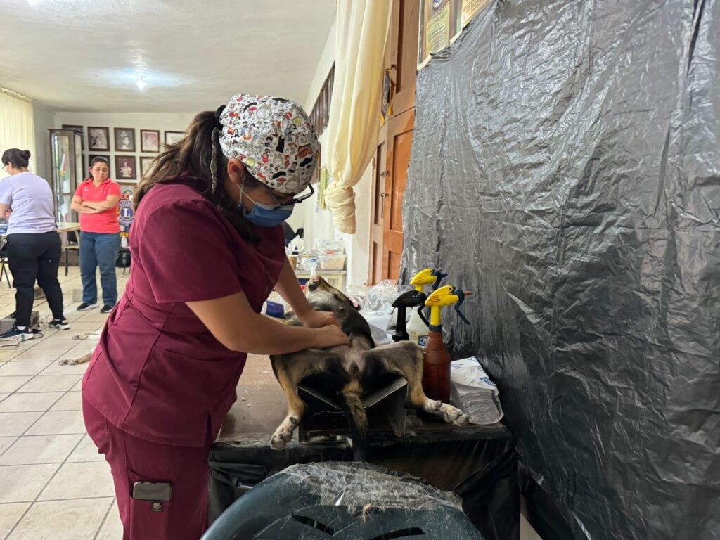 Veterinaria esterilizando a un perro en El Fuerte
