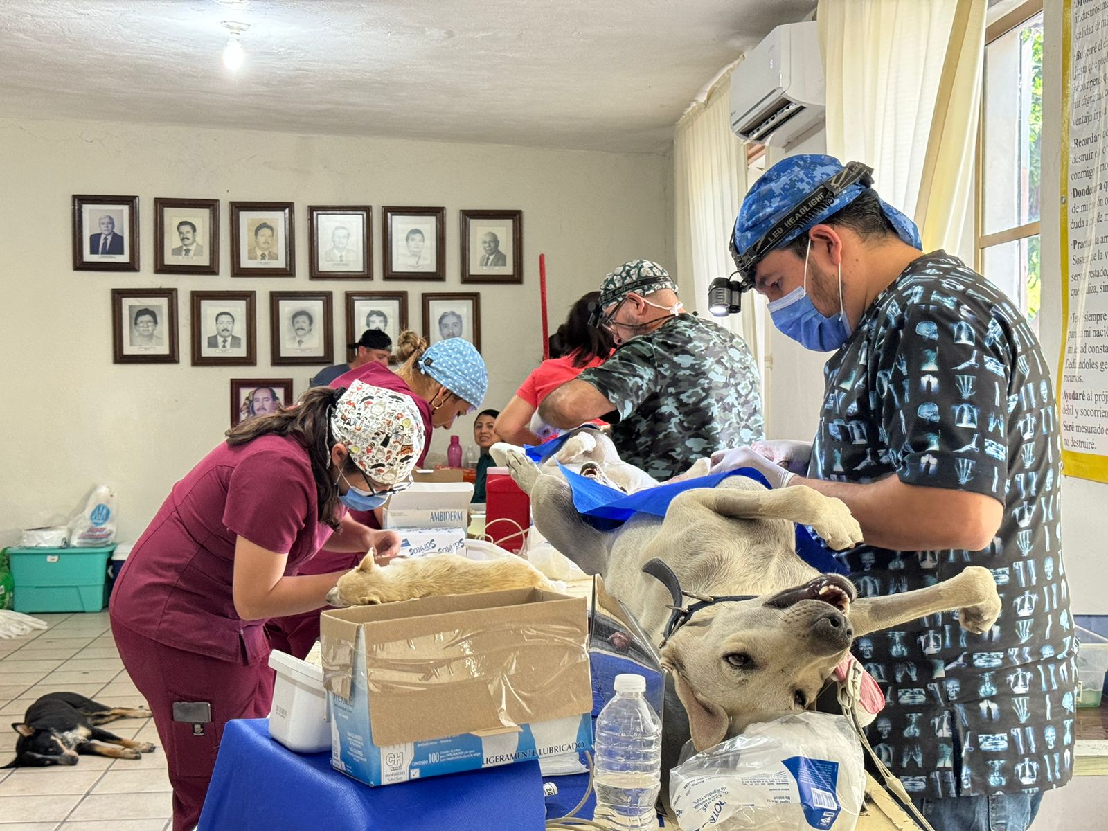 Veterinarios esterilizando a perros en El Fuerte