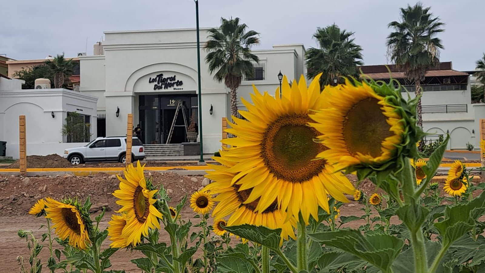 Campo de girasoles de Mocorito