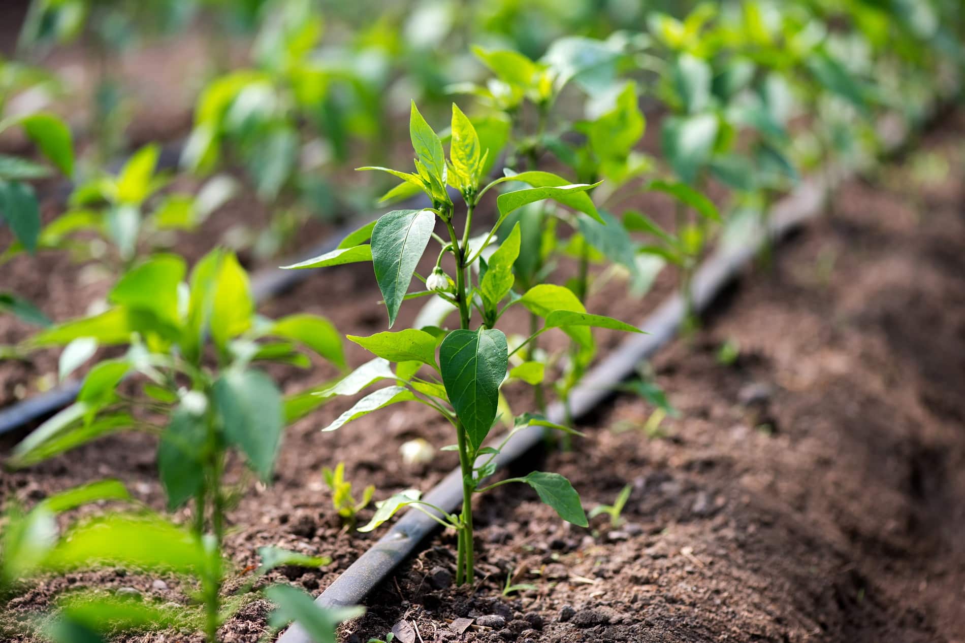 Cultivo creciendo en un campo que ha sido regado