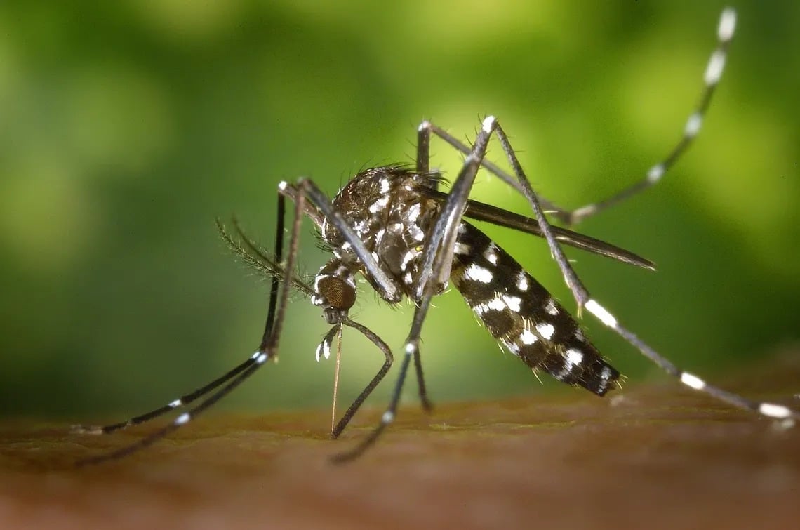 Casos de dengue aumentan 50% en América