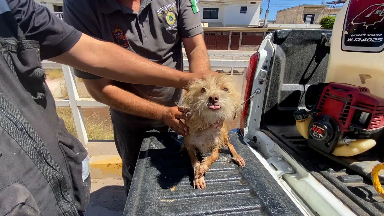 Elementos de PC Culiacán tras rescatar al perrito Greñudo