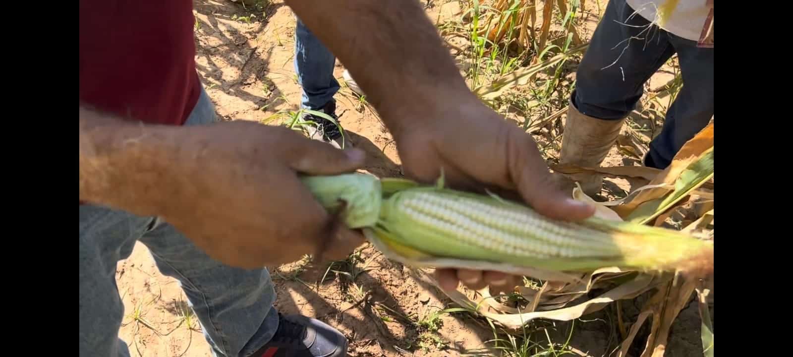 Unas manos agarrando un elote