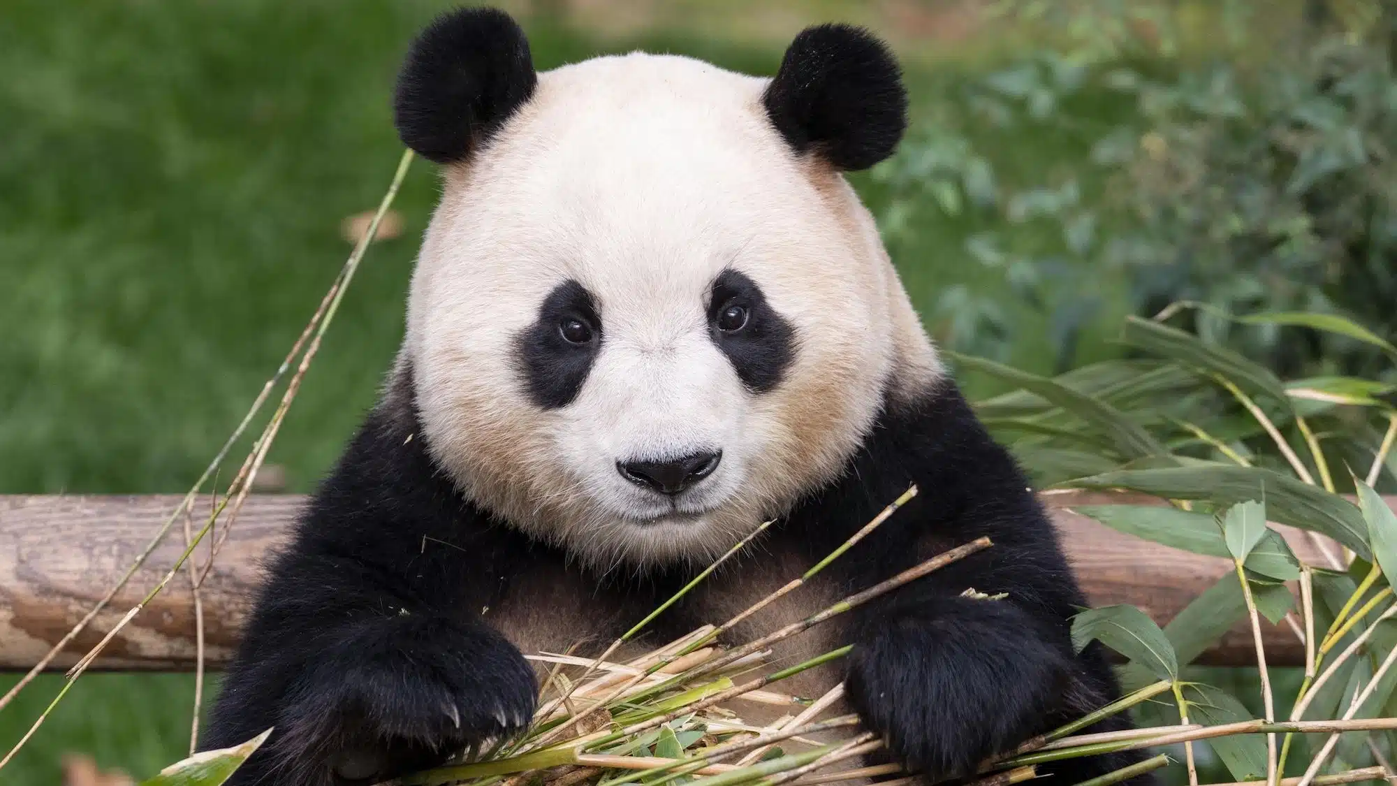 Entre lágrimas despiden a Fu Bao en Corea del Sur