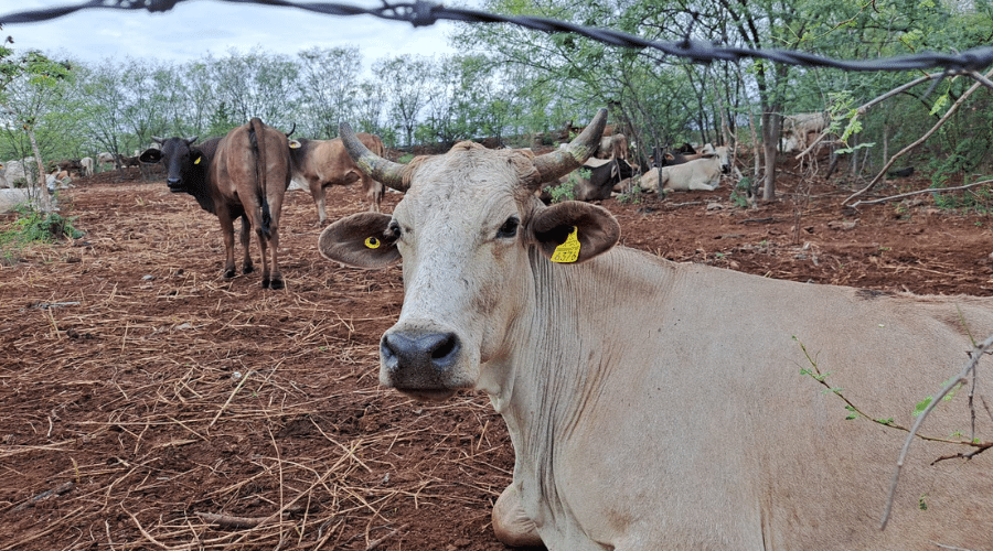Los reportes de vacas muertas es muy esporádico y esperan lograr el objetivo de salir bien librados de la temporada de estiaje.