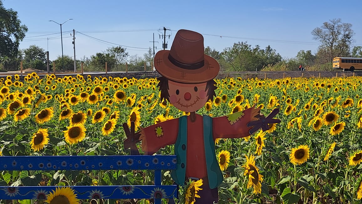 Campo de girasoles en Mocorito