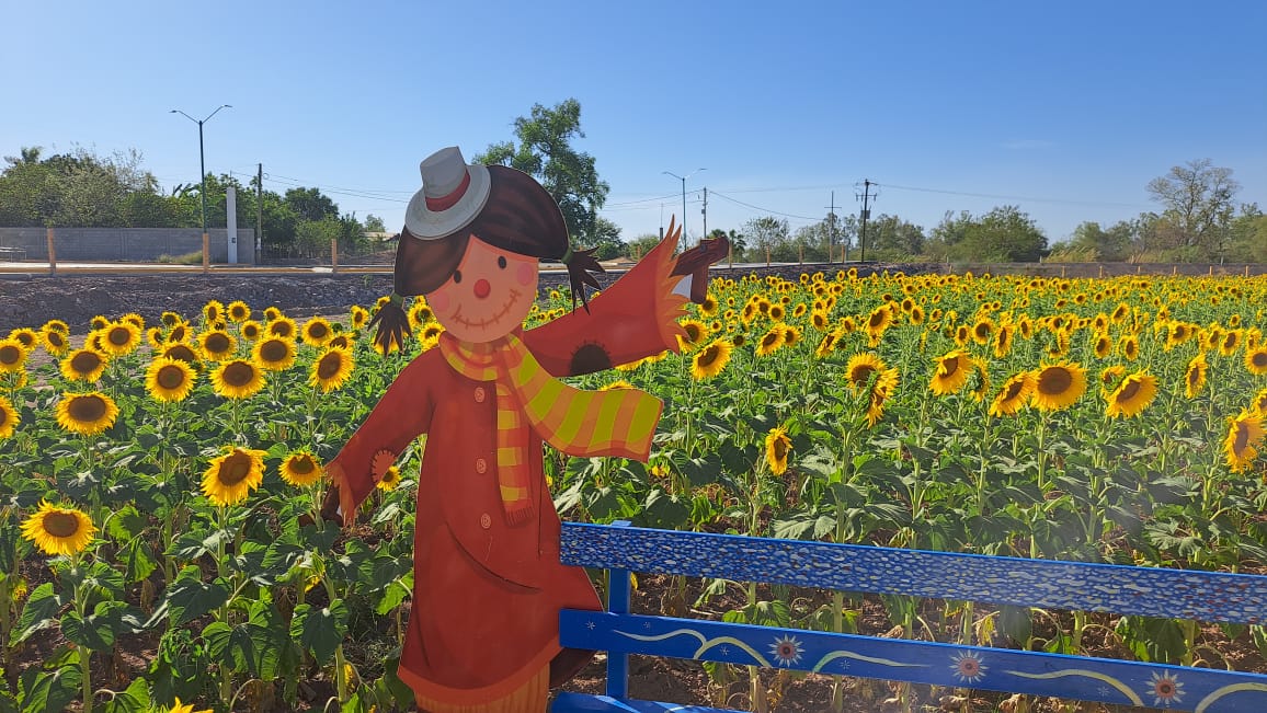 Campo de girasoles en Mocorito