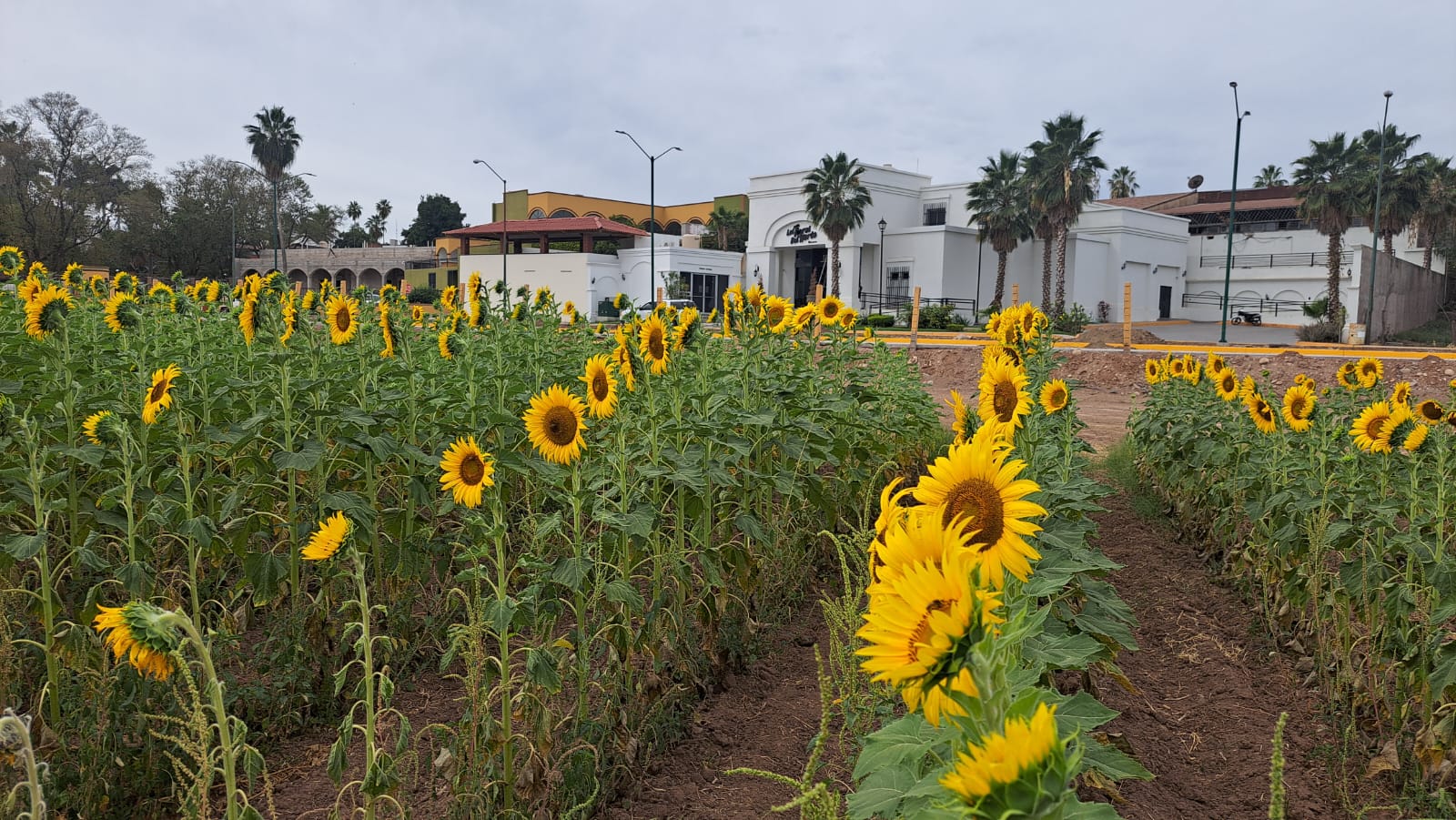 Campo de girasoles de Mocorito