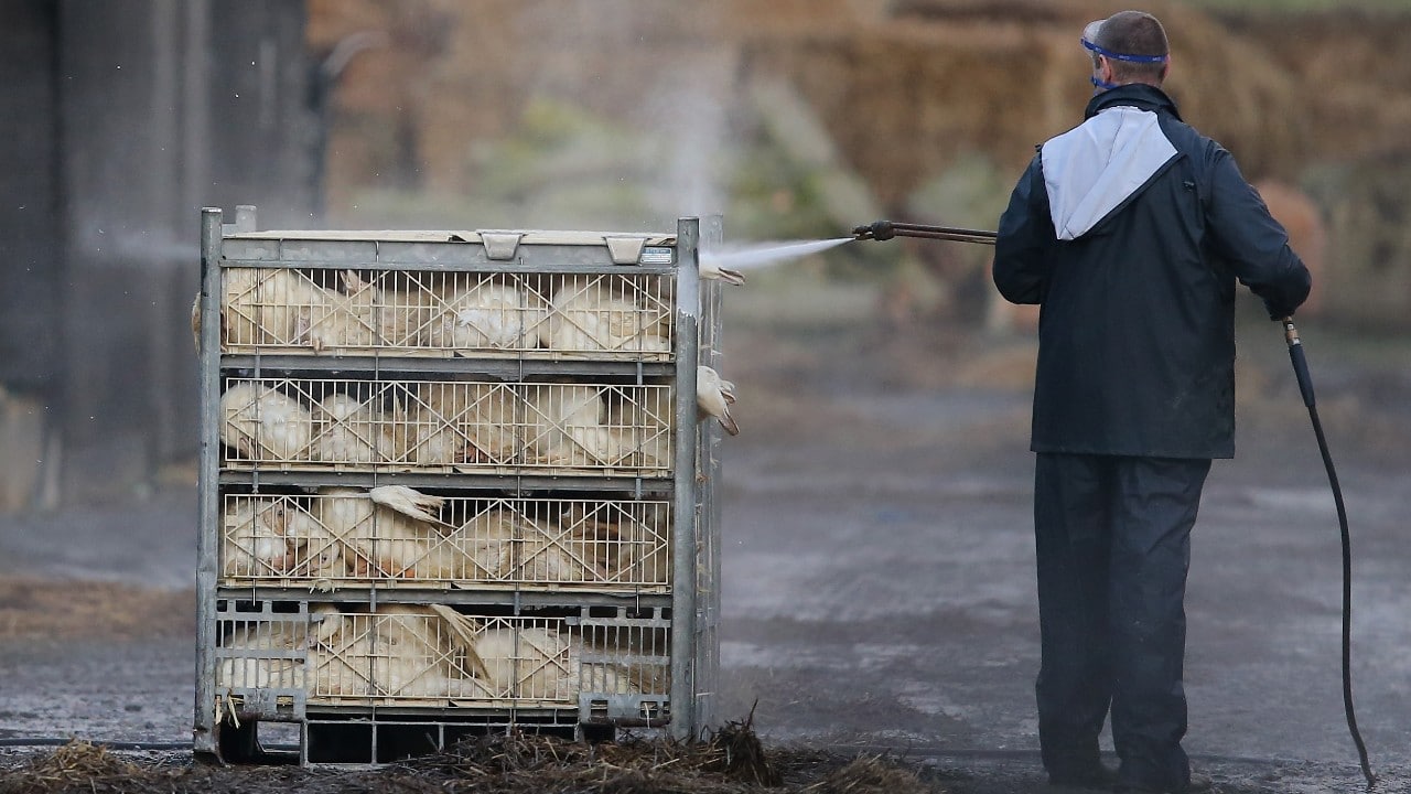 Detectan gripe aviar en aves de Nueva York