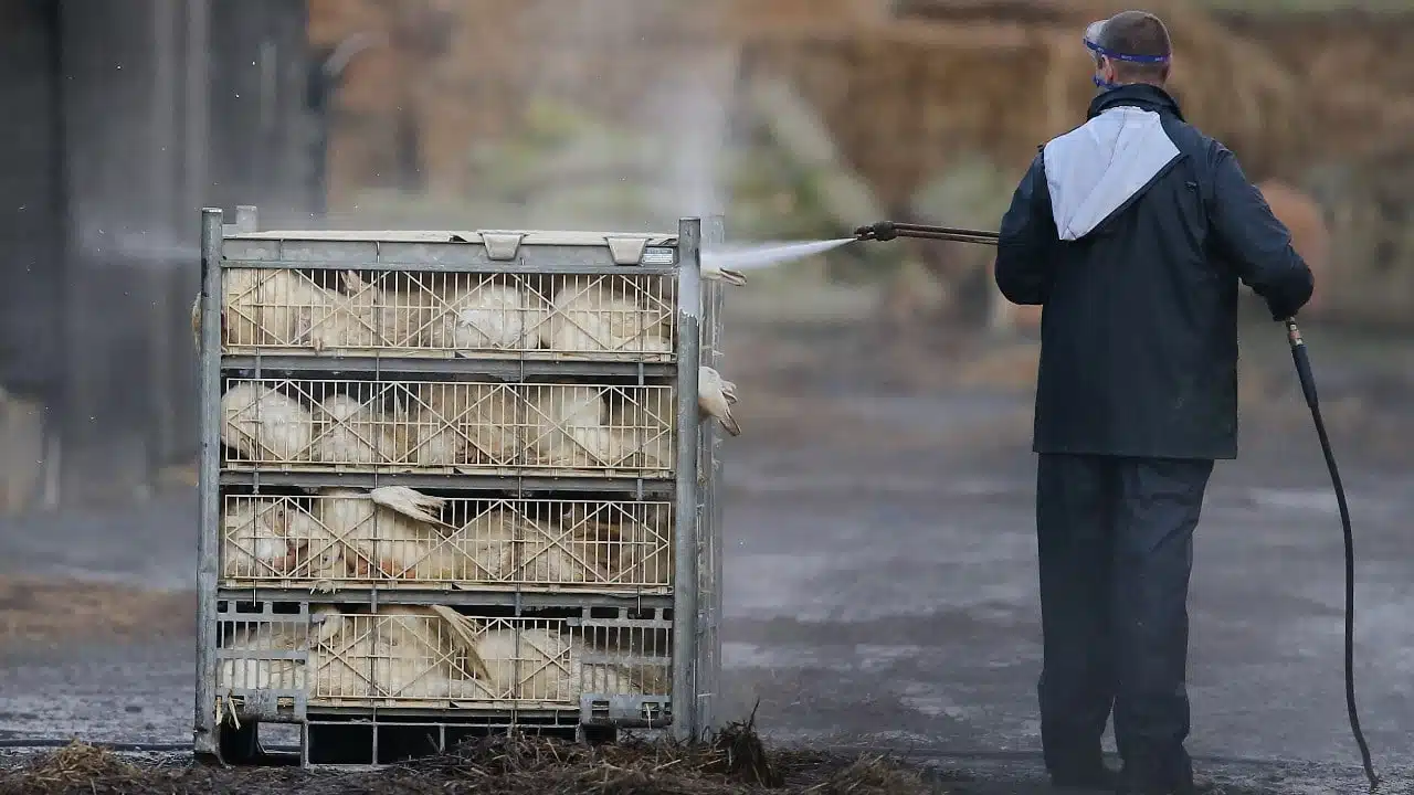 Detectan gripe aviar en aves de Nueva York