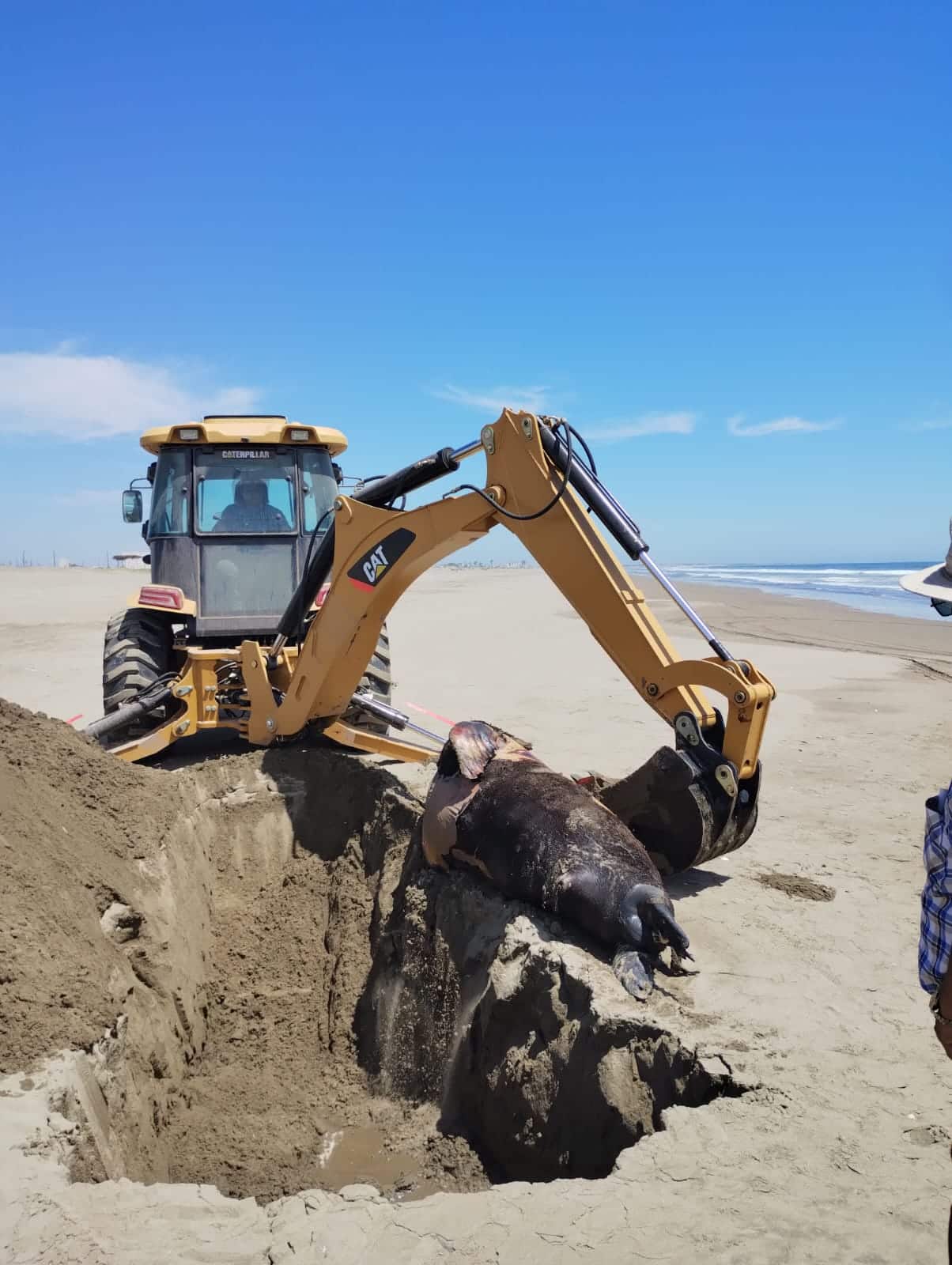 Hallazgo de un lobo Marino en la playa de Bellavista, Guasave