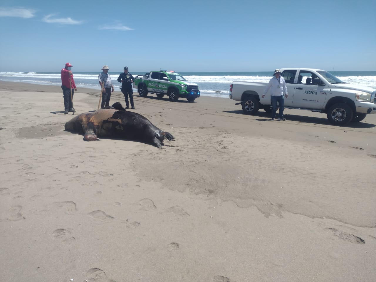 Hallazgo de un lobo Marino en la playa de Bellavista, Guasave