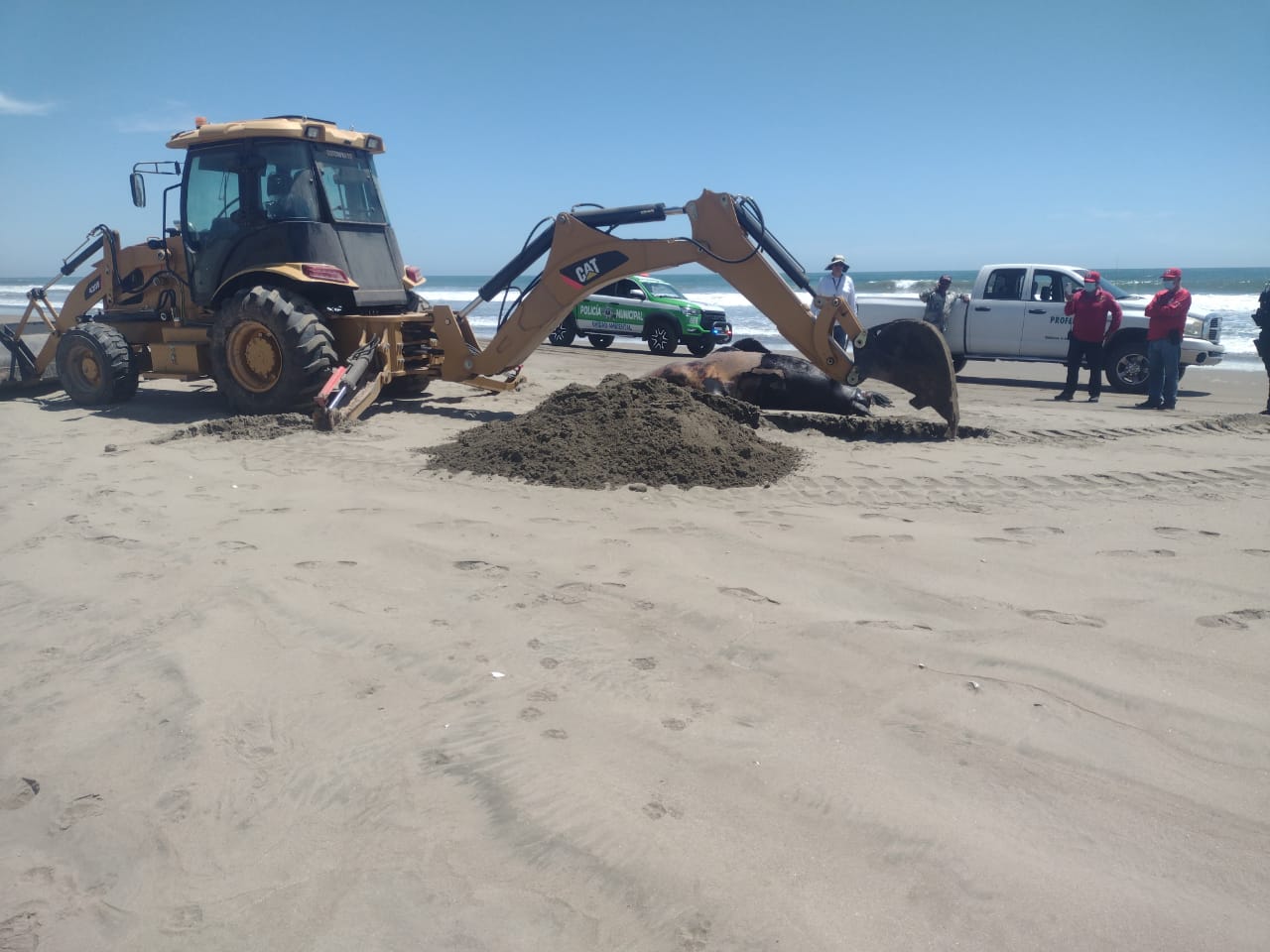 Hallazgo de un lobo Marino en la playa de Bellavista, Guasave