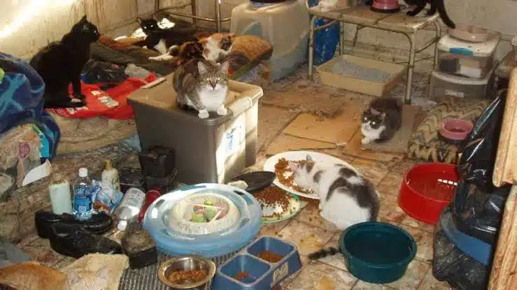 Investigan a pareja en Francia; tenían 159 gatos y siete perros en un departamento