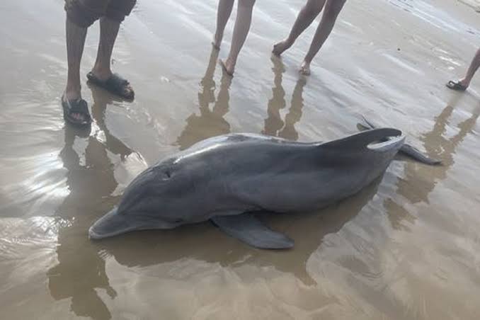 Investigan muerte de un delfín en Louisiana; le dispararon con armas de fuego
