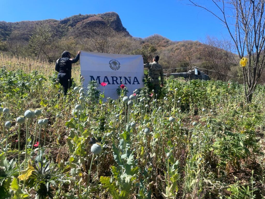 campo de plantas de mariguana y elementos de la Marina sosteniendo cartel con el nombre de la Marina