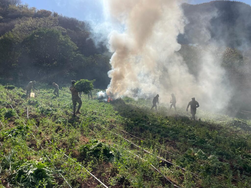 Plantas de droga quemándose en el municipio de Sinaloa