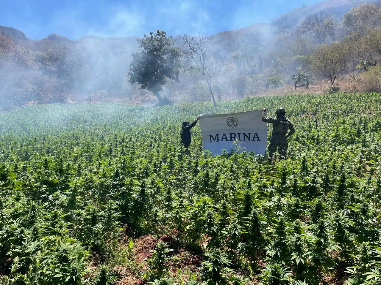 campo de plantas de mariguana y elementos de la Marina sosteniendo cartel con el nombre de la Marina