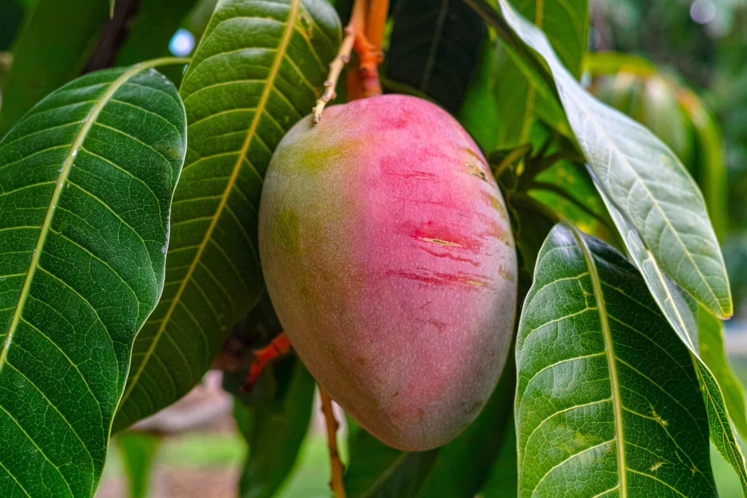 Un mango en un árbol