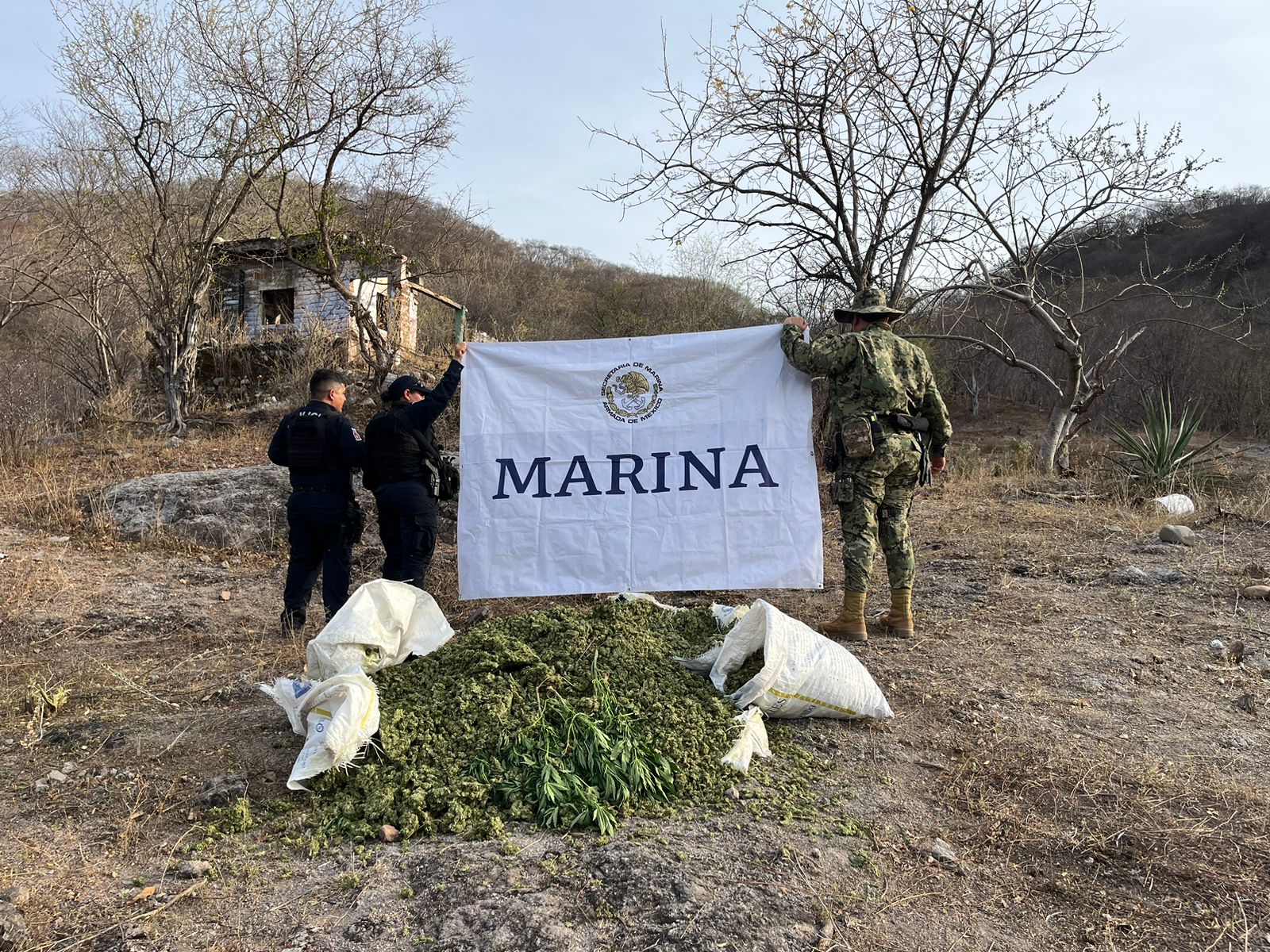 Semar localiza estupefacientes en la zona serrana del Municipio de Sinaloa