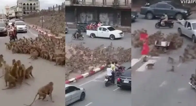 Monos rivales se enfrentan en las calles de Tailandia