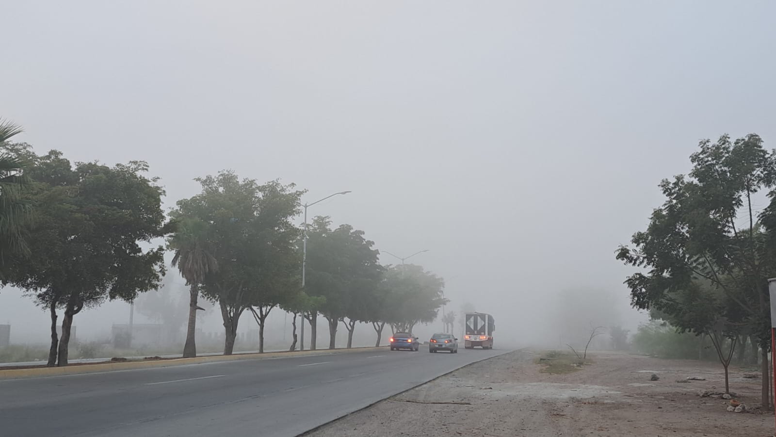 Calle con arboles y neblina que impide la vista al fondo