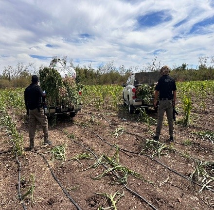 Autoridades federales aseguraron un plantío de mariguana en el poblado de San Francisco