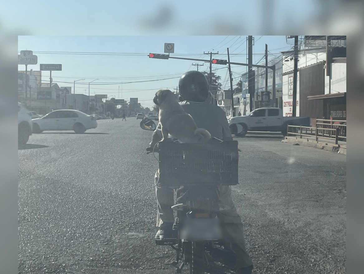 Perrito pug en una jaba de la motocicleta de su dueño por una calle de Los Mochis
