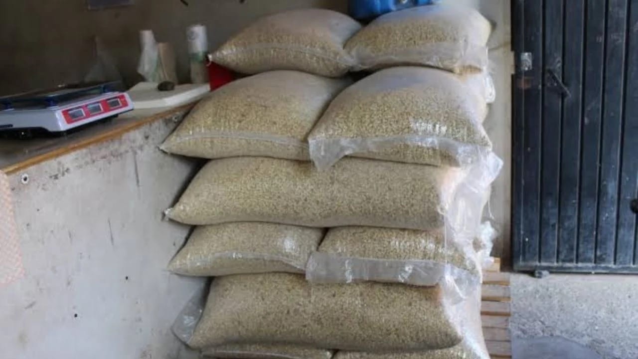 Semilla de siembra de sorgo