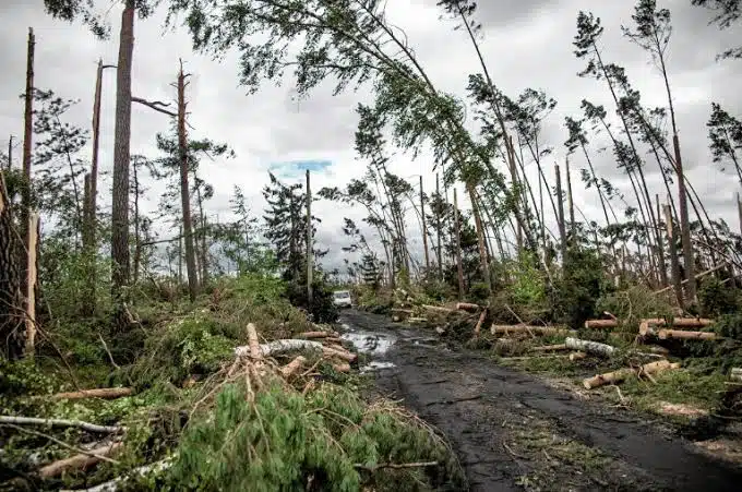 Temporal en Polonia deja cinco víctimas mortales; les cayeron varios árboles