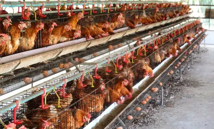 Texas sacrifica 2 millones de gallinas y pollos por brote de gripe aviar