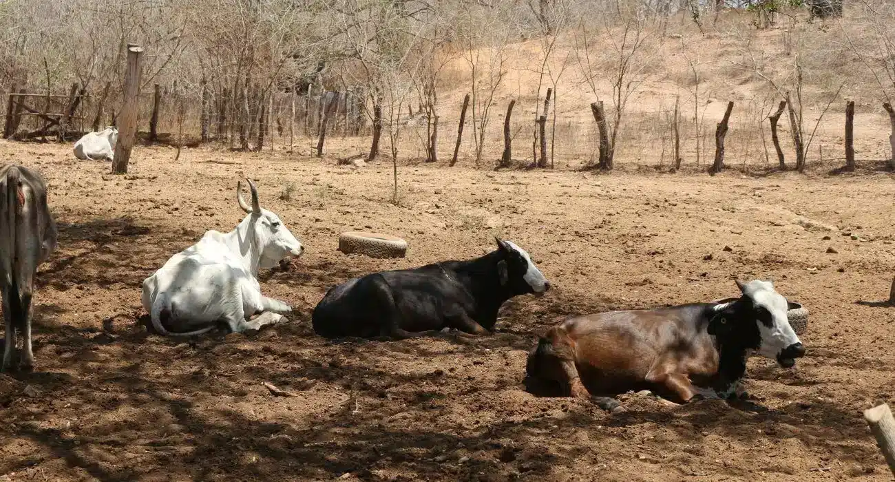 Vacas sufren los estragos de la Sequía