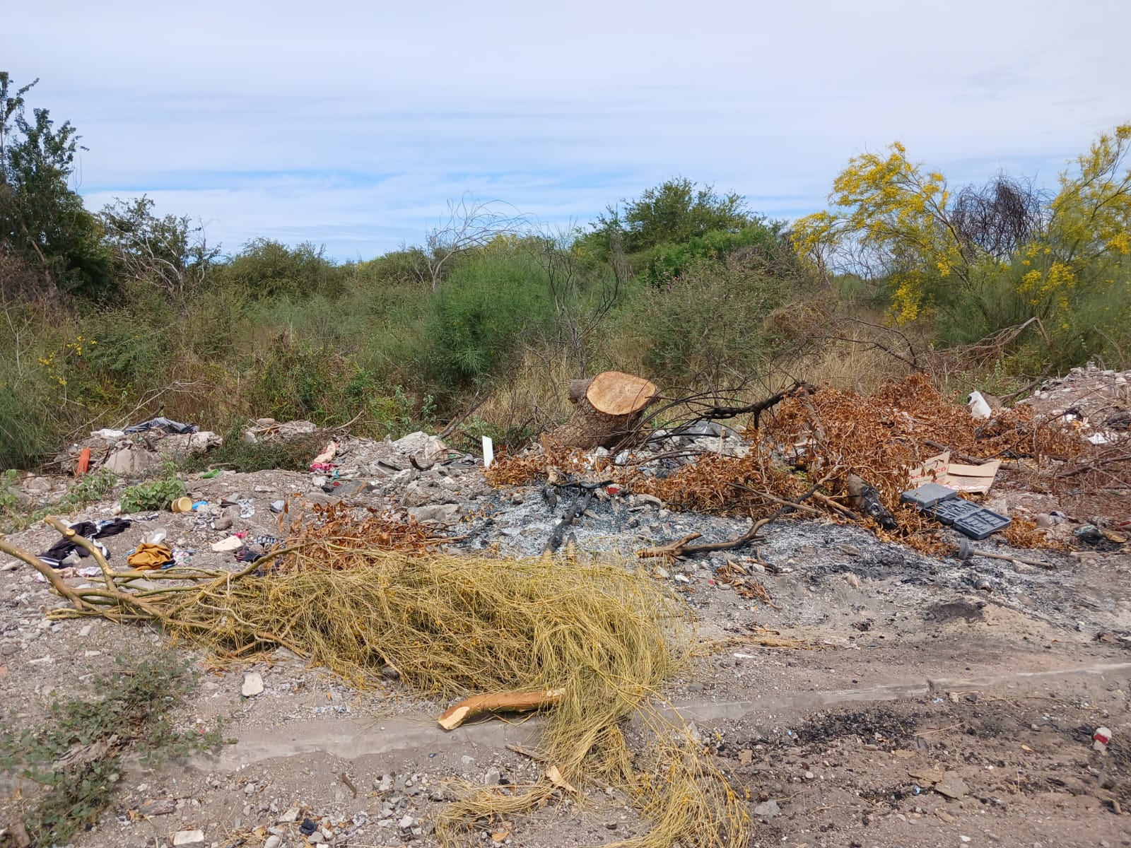 Maleza en terreno junto a fraccionamiento de Los Mochis.