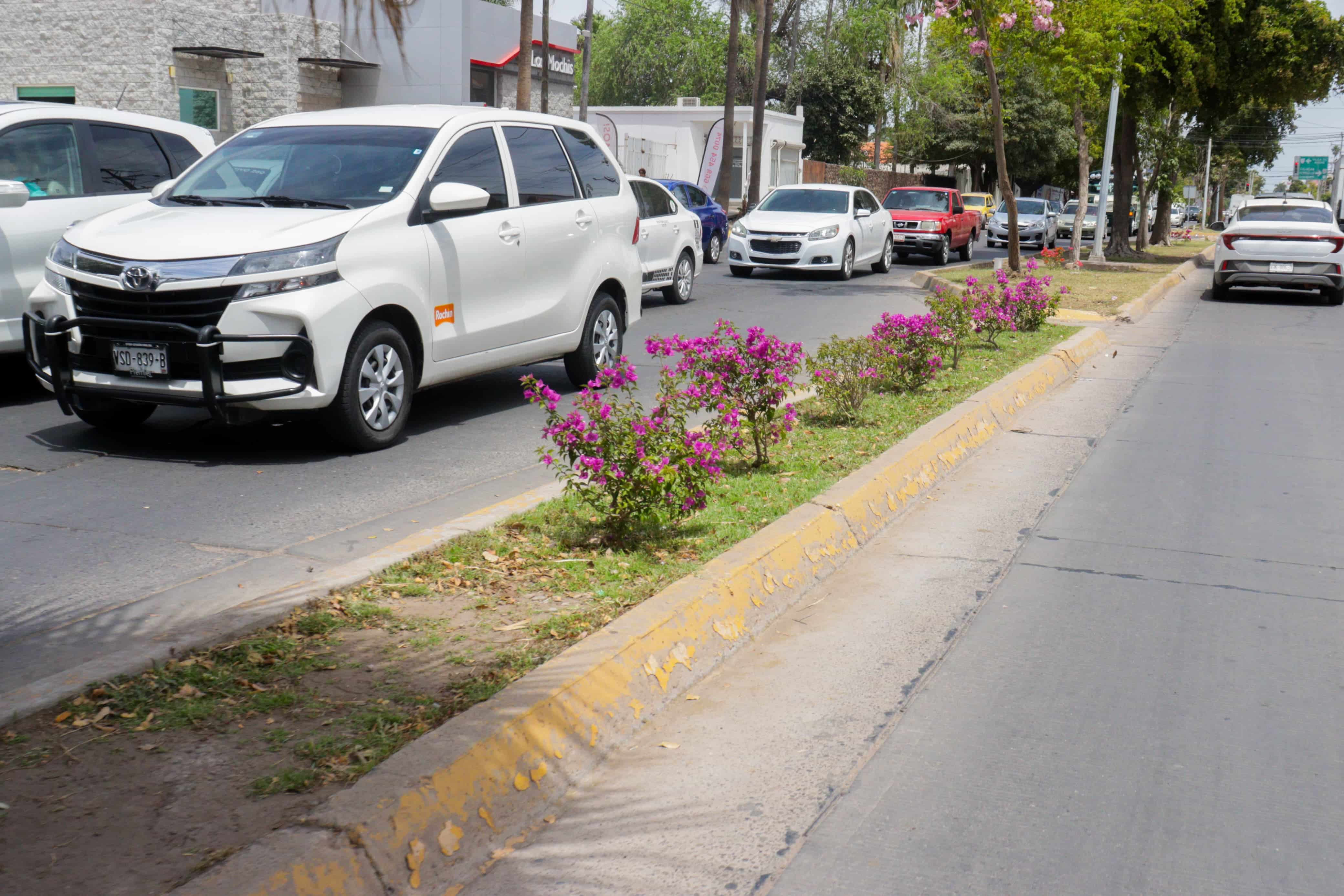 Comienzan a florecer amapas, lluvias de oro y tulipanes africanos en Los Mochis./ Foto: Jessi Jáuregui