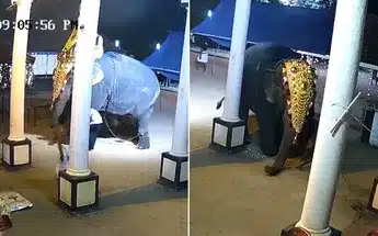Elefante ataca a un hombre en la India