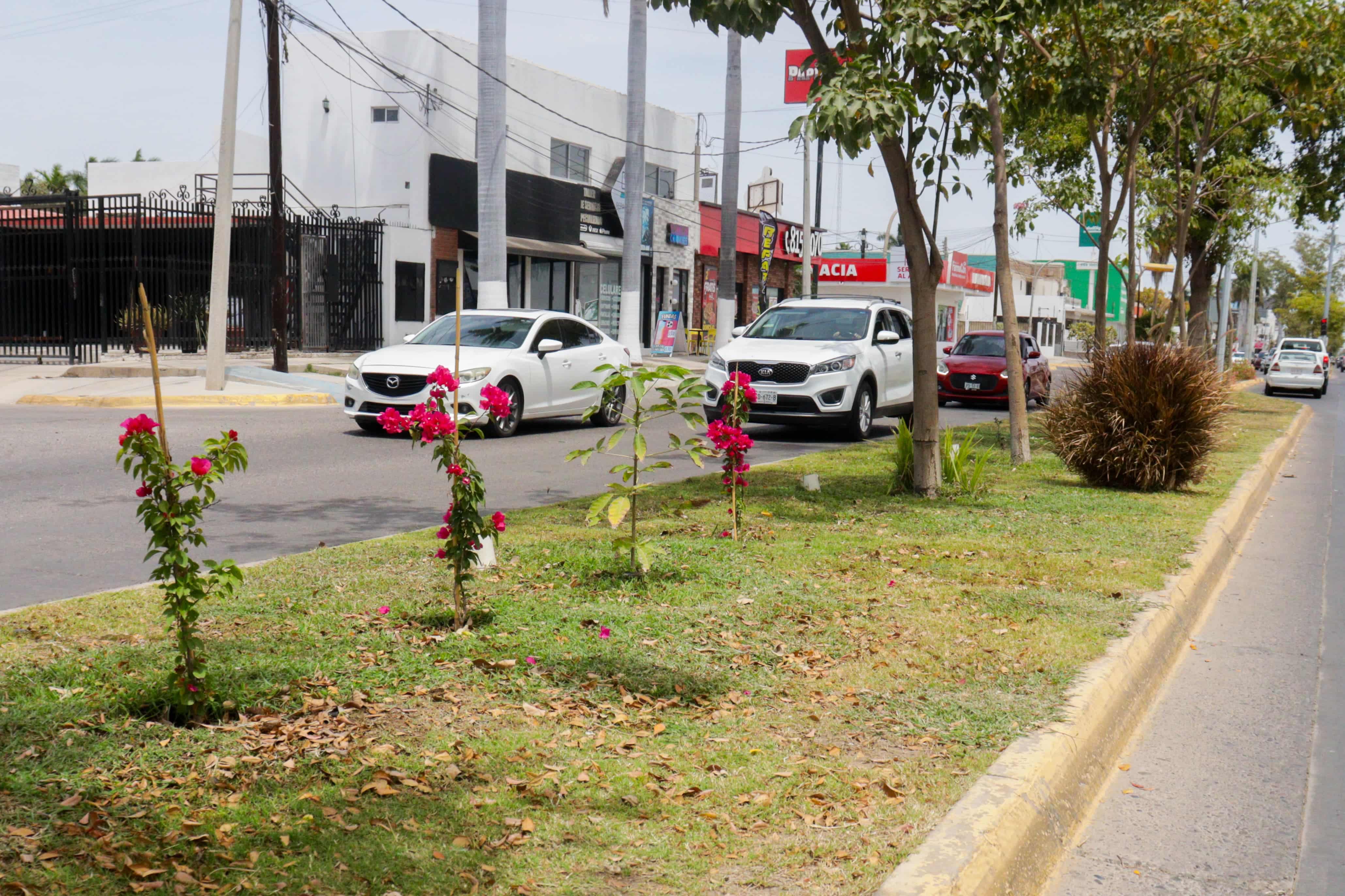 Comienzan a florecer amapas, lluvias de oro y tulipanes africanos en Los Mochis