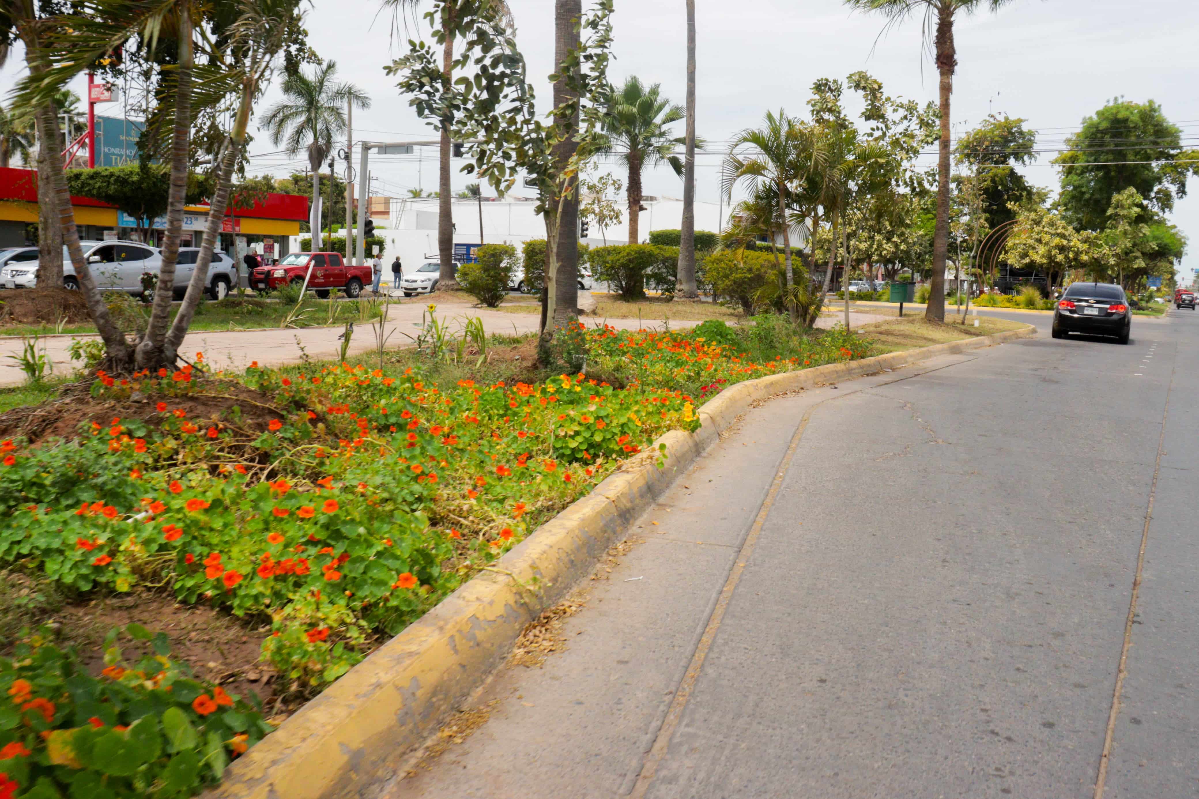 Comienzan a florecer amapas, lluvias de oro y tulipanes africanos en Los Mochis./ Foto: Jessi Jáuregui