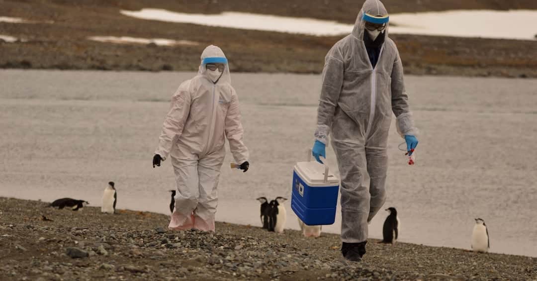 Alertan por influenza aviar altamente patógena en la Antártida