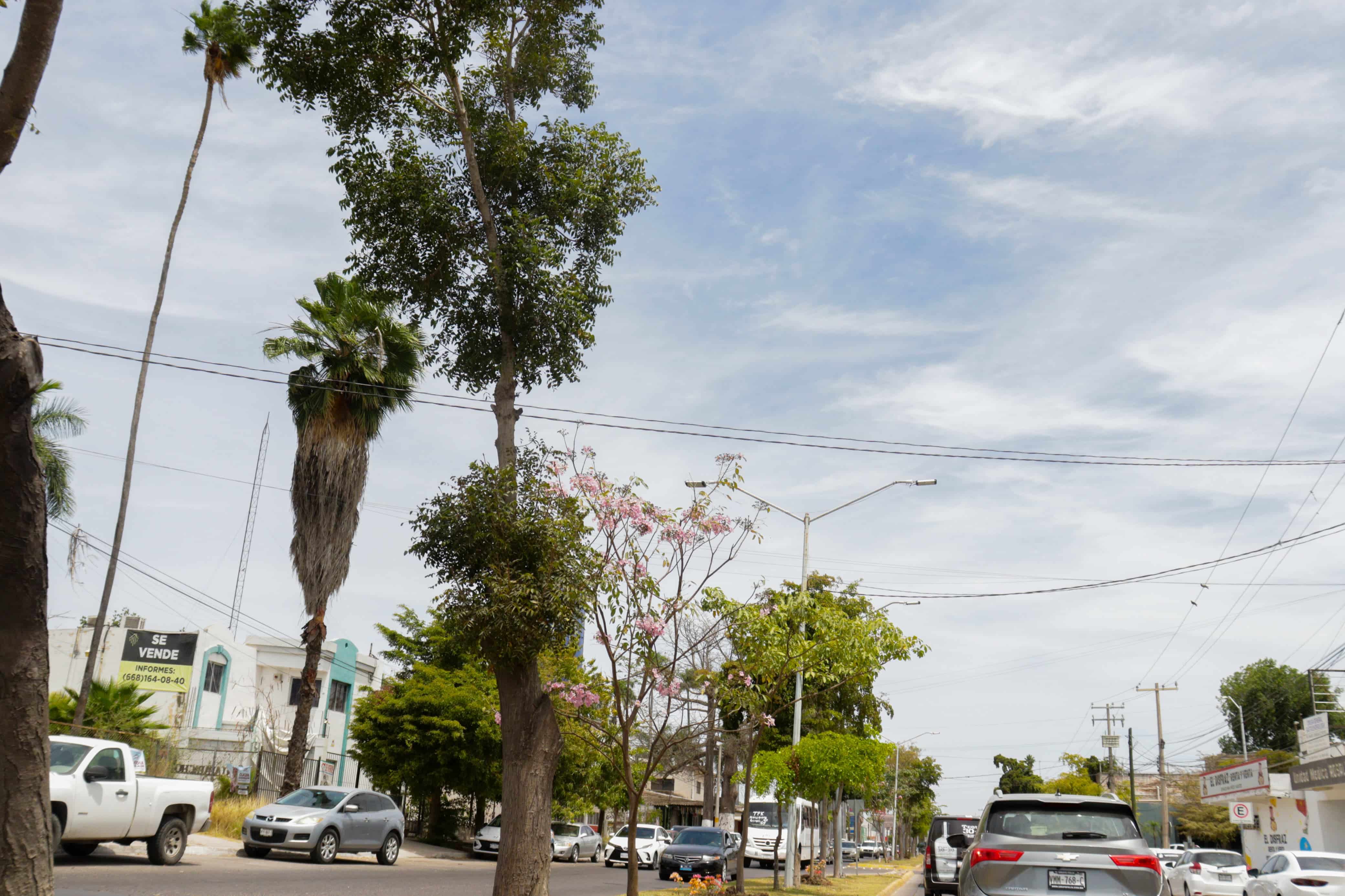 Comienzan a florecer amapas, lluvias de oro y tulipanes africanos en Los Mochis./ Foto: Jessi Jáuregui