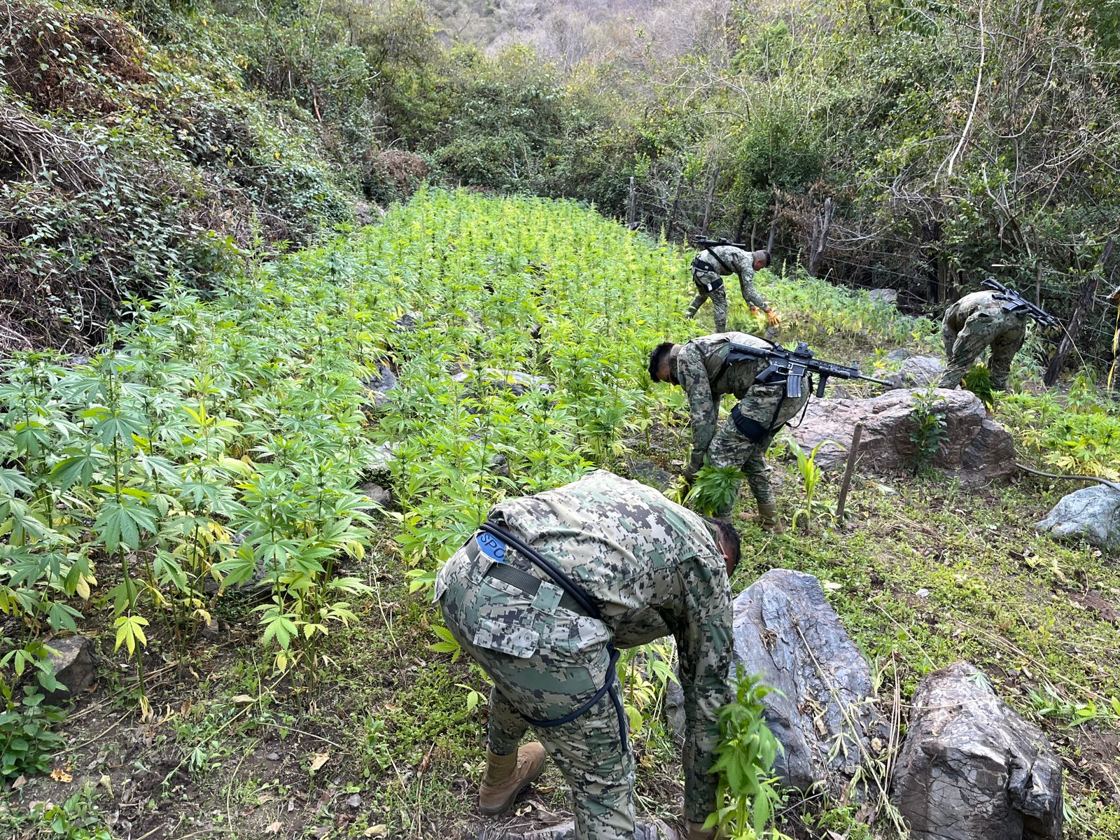 Elementos de la Marina en plantíos de mariguana