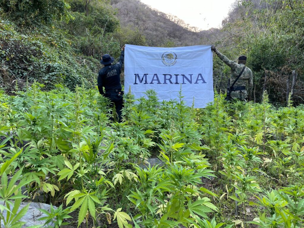 Elementos de la Marina en plantíos de mariguana en el municipio de Sinaloa