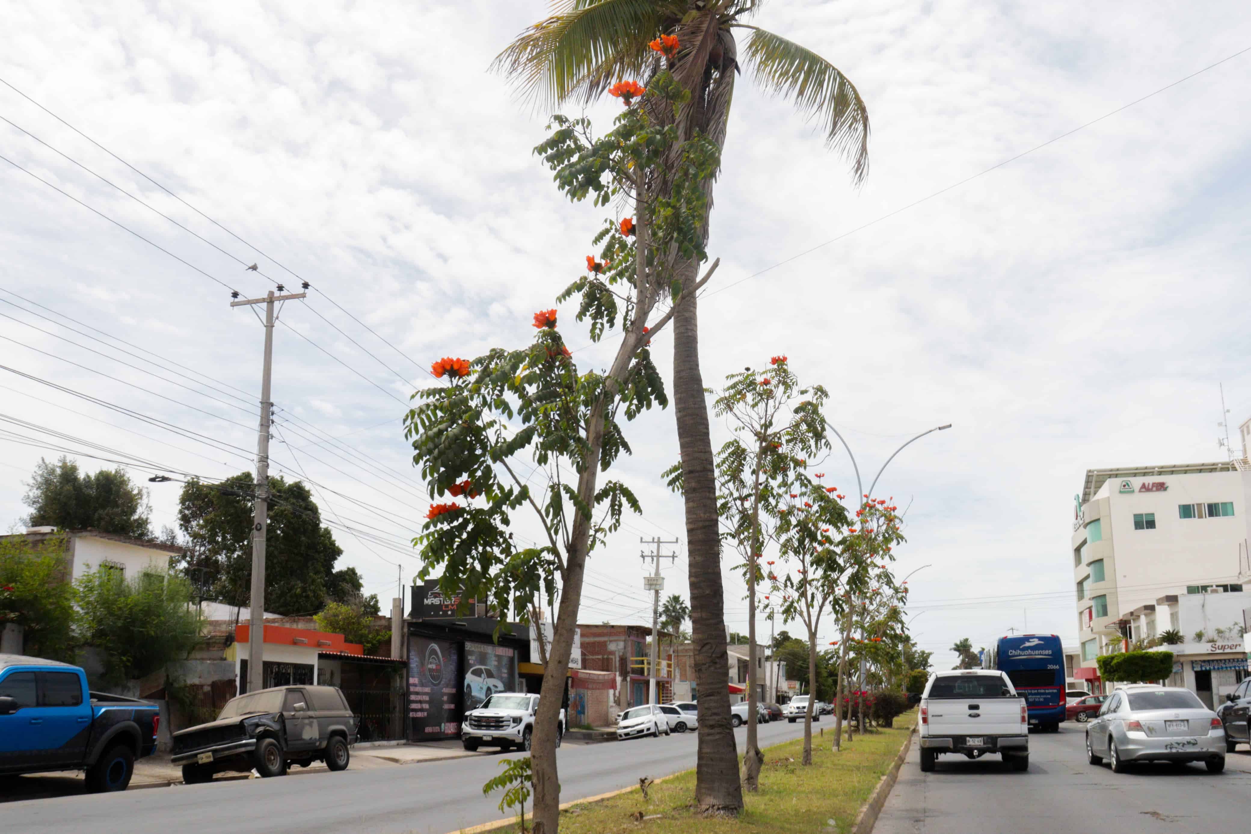 Comienzan a florecer amapas, lluvias de oro y tulipanes africanos en Los Mochis