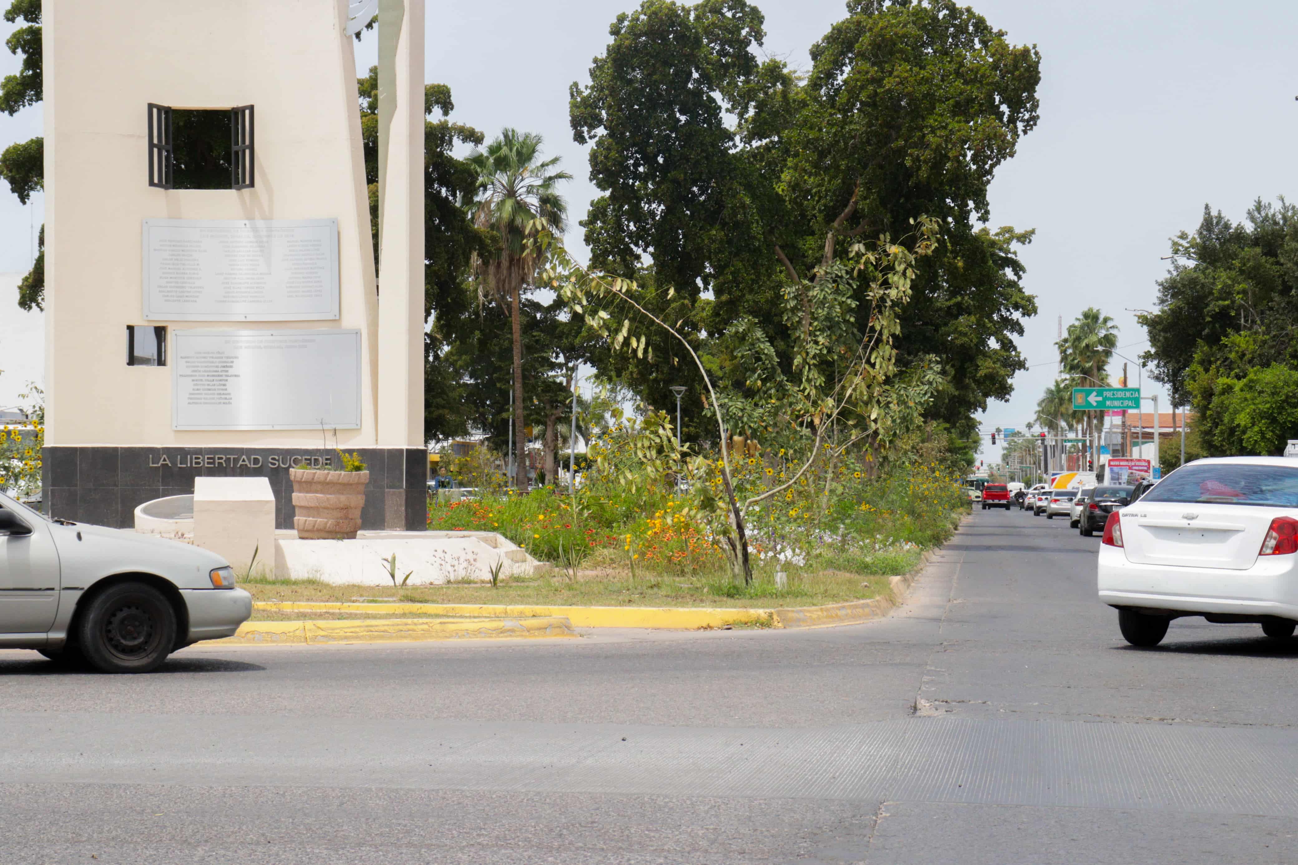 Comienzan a florecer amapas, lluvias de oro y tulipanes africanos en Los Mochis./ Foto: Jessi Jáuregui