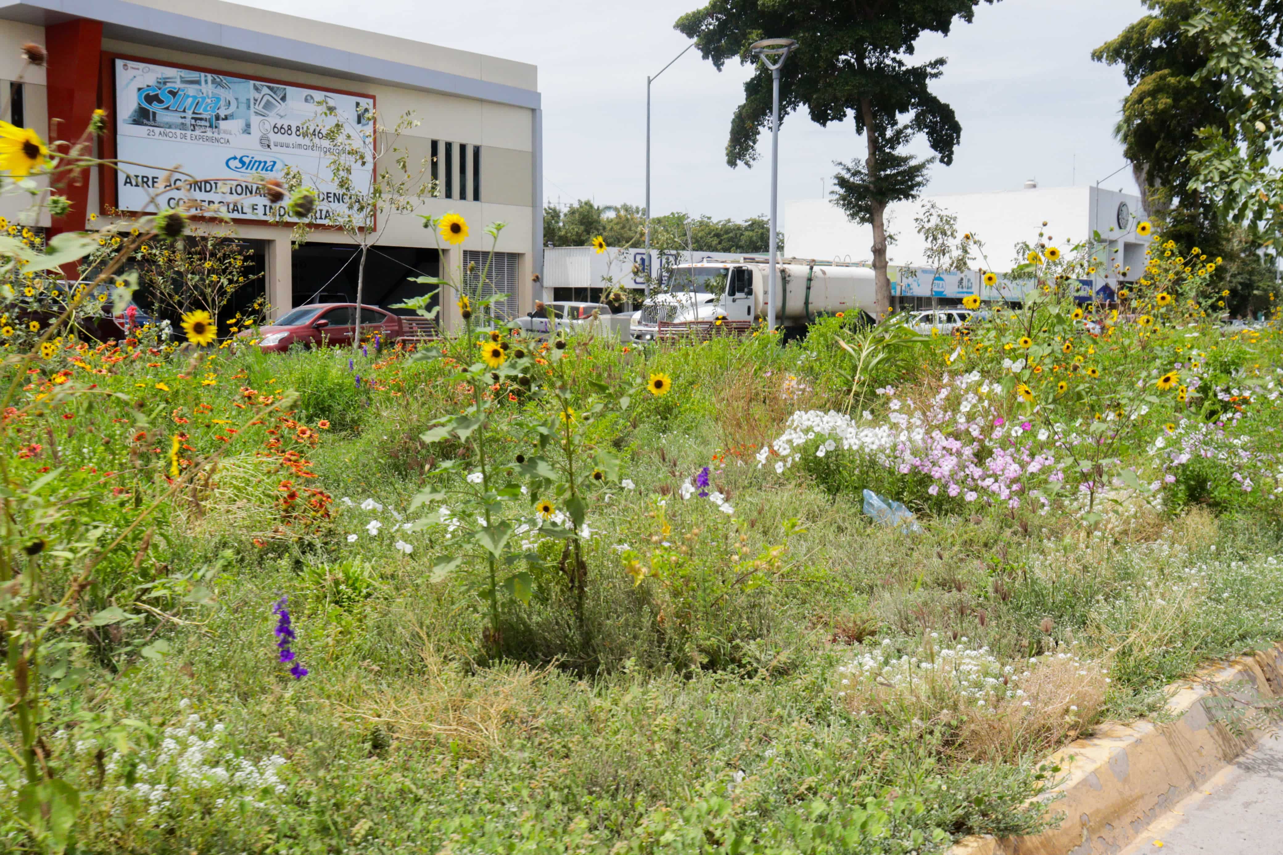 Comienzan a florecer amapas, lluvias de oro y tulipanes africanos en Los Mochis./ Foto: Jessi Jáuregui
