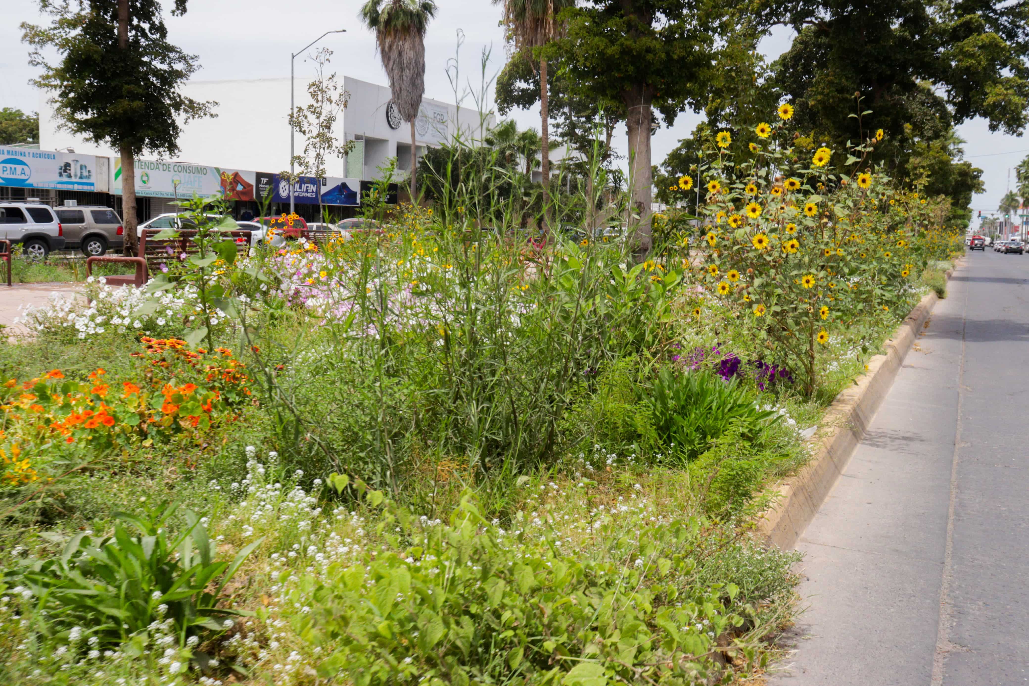 Comienzan a florecer amapas, lluvias de oro y tulipanes africanos en Los Mochis./ Foto: Jessi Jáuregui