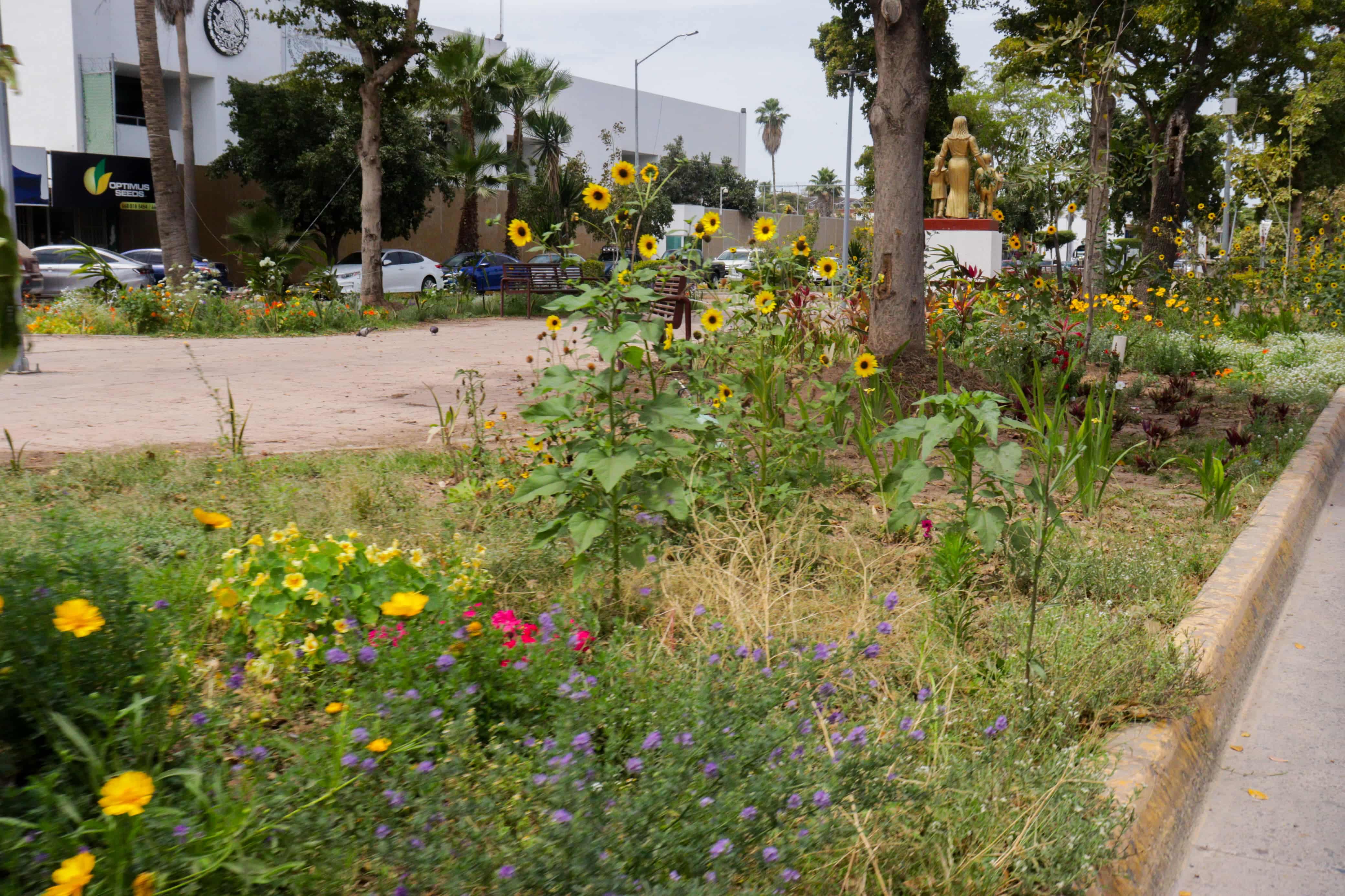Comienzan a florecer amapas, lluvias de oro y tulipanes africanos en Los Mochis./ Foto: Jessi Jáuregui
